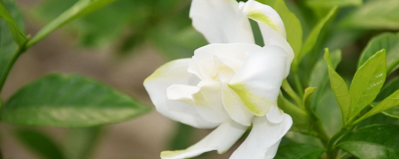 如何让栀子花长花苞(怎样让栀子花长花苞)