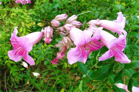 紫芸藤的养殖方法和管理