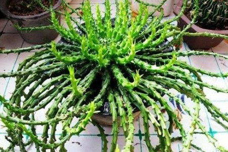 孔雀头部教程