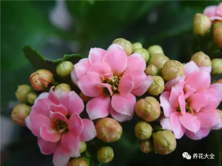 长寿花期开完怎么处理