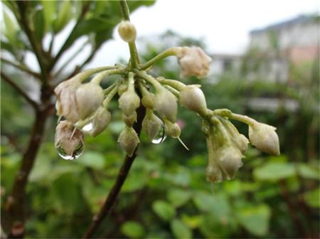 朱砂根什么时候开花结果