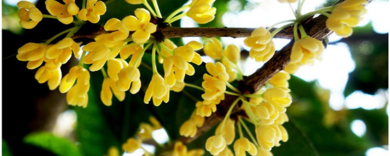 桂花树可以插枝栽培吗(桂花树可以插枝栽培吗图片)
