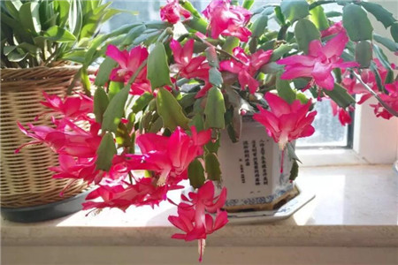 夏天浇花用什么水