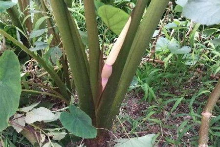 滴水观音怎样养能长出新根