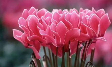 冬季怎么给盆栽花卉保暖呢