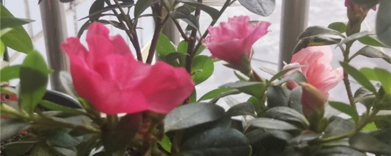 杜鹃盆景的养殖方法和注意事项(杜鹃盆栽的养殖方法和注意事项)