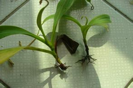 猪笼草有什么特点和作用