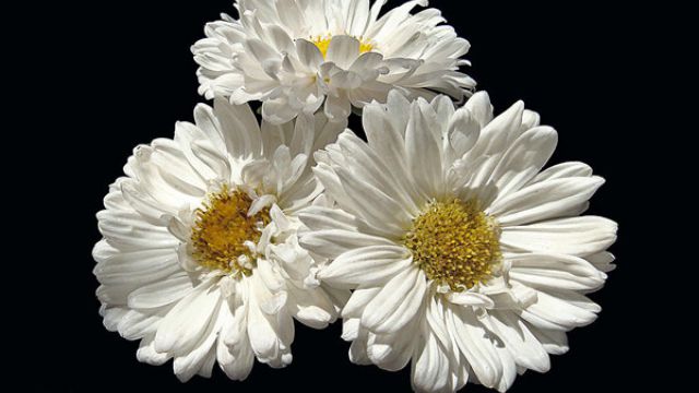 翠菊怎么播种(翠菊怎么播种视频)