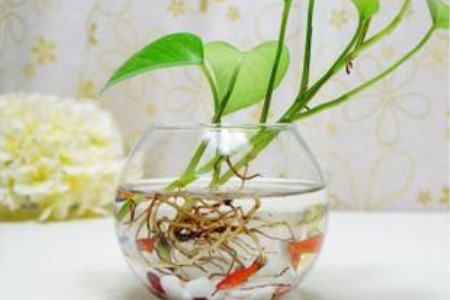 水培滴水观音有毒吗?