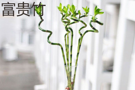 富贵竹长高了怎么办修剪的时候是什么时候剪