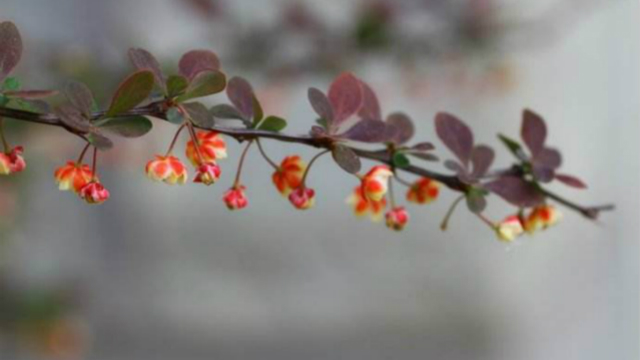 紫叶小檗和红花檵木的区别(紫叶小檗的花语是什么)