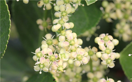 冬青开花香吗