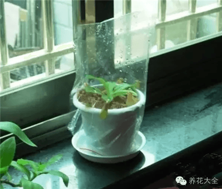 夏天怎么养植物