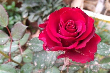 月季花的养殖方法和注意事项盆栽