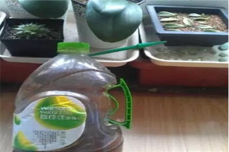 吃剩下的菠萝皮能做肥料