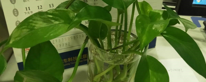 秋季能扦插绿萝吗一片绿萝叶子能发芽吗(秋季可以移栽绿萝吗)