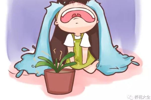 这些花夏天你就别养了一养一个死！(夏天哪些花好养)