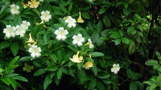 非州茉莉什么时候开花(非州茉莉几月开花)