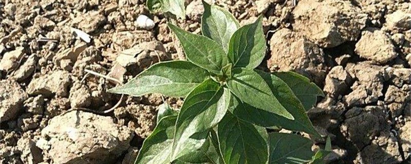 狗肝菜的养殖方法(狗肝菜的用法和作用)