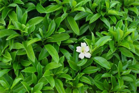 非州茉莉几月开花
